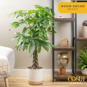 Costa Farms Money Tree Live Plant, Easy to Grow Houseplant Potted in Indoor Garden Pot, Pachira Bonsai in Potting Soil, Gift for Birthday, Housewarming, Thank You, Office and Home Decor, 3-4 Feet Tall