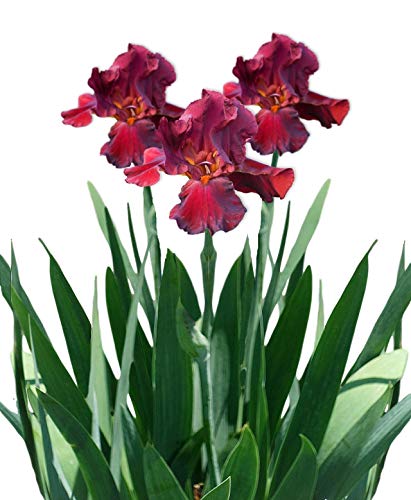 Bearded Iris Califlora 'Bernice's Legacy' (1 Pack) Plant Bulb - Red Flowering Blooms, Professionally Grown Rhizome for Planting from Easy to Grow