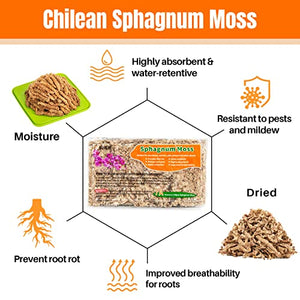 Sukh 5oz Sphagnum Peat Moss for Plants - Natural Premium Long Fibered Chile Dried Moss Potting Mix for Orchids Succulent Carnivorous Potted Plant Reptiles Medium Sarracenia