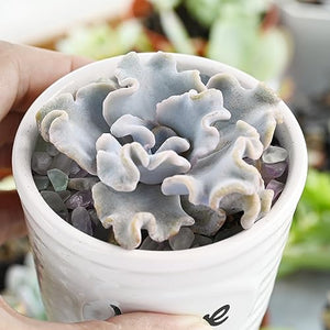 2" Rare Succulent Echeveria Crispate Beauty, Live Succulents Plants Fully Rooted in Grower Pots, Home Office Decor, Unique Gift for Wedding Favor, Party Favor
