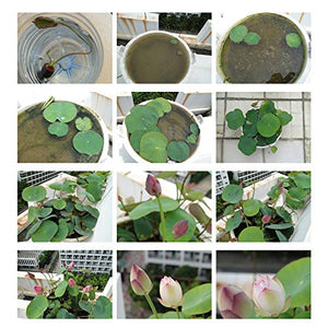 30 Pcs Mixed Bonsai Bowl Lotus Seeds,Water Lilys Flower Plant Fresh Garden Seeds,Finest Viable Aquatic Water Features Seeds Non-GMO (Mixed Color)