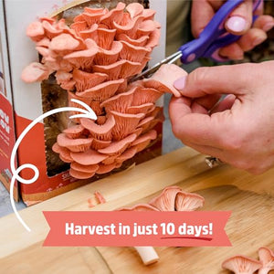 Back to the Roots Organic Mushroom Grow Kit 3-Pack: Oyster, Oyster & Pink-Harvest Gourmet Mushroom in Just 10 Days