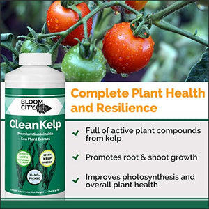 Organic Liquid Seaweed and Kelp Fertilizer Supplement by Bloom City, Quart (32 oz) Concentrated Makes 180 Gallons