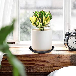 5 Packs Plant Saucer 6 8 10 12 14 16 19 22 26 Inch Plastic Pot Tray Flower Planter Saucers and Drip Trays for Indoors Outdoors, Thick Heavy Sturdy Durable Plant Plate Water Catcher (6 Inch Black)