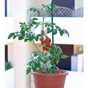 SupKing Garden Plant Stakes,Sturdy Green Wood Bamboo Sticks 17" for Beans,Tomatoes,Vegetable and Potted Plants,Wooden Sign Posting Garden Sticks（30Pcs）