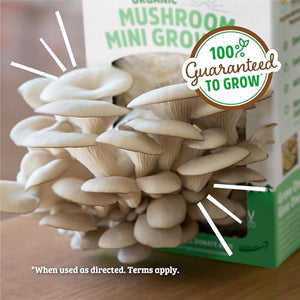 Back to the Roots Organic Mini Mushroom Grow Kit, Harvest Gourmet Oyster Mushrooms In 10 days, Top Gardening Gift, Holiday Gift, & Unique Gift