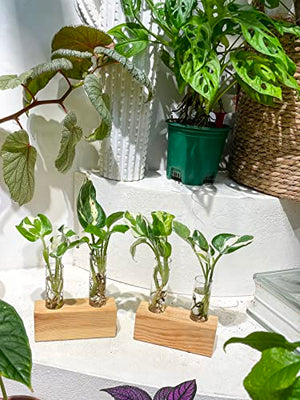 Ivolador Crystal Glass Double Test Tube Plants Terrariums in Wooden Stand Propagation Station for Hydroponic Plants Office Home Decoration