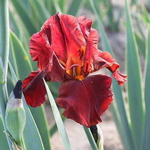 Bearded Iris Califlora 'Bernice's Legacy' (1 Pack) Plant Bulb - Red Flowering Blooms, Professionally Grown Rhizome for Planting from Easy to Grow