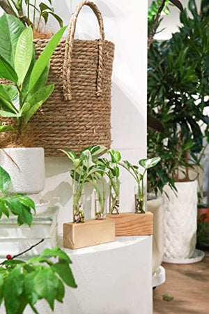 Ivolador Crystal Glass Double Test Tube Plants Terrariums in Wooden Stand Propagation Station for Hydroponic Plants Office Home Decoration