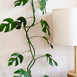Wall Plant Clips for Climbing Plants - 110Pcs Green Vine Plant Support Plastic Clips Plant Accessories Self Adhesive Clips for Hanging plant hooks indoor - Self Adhesive Cable Clips Wall Plant Holder