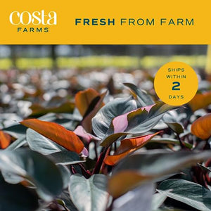 Costa Farms Trending Tropicals Pink Princess Philodendron Live Indoor Plant 10-12 Inches Tall, in White Decor Planter