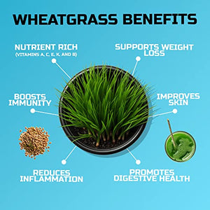 Wheatgrass Seeds | Non GMO | Grown in USA Wheat Grass Seeds | from Our Farm to Your Table (1 Pound)