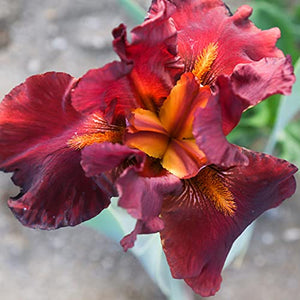 Bearded Iris Califlora 'Bernice's Legacy' (1 Pack) Plant Bulb - Red Flowering Blooms, Professionally Grown Rhizome for Planting from Easy to Grow