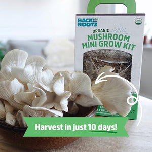 Back to the Roots Organic Mini Mushroom Grow Kit, Harvest Gourmet Oyster Mushrooms In 10 days, Top Gardening Gift, Holiday Gift, & Unique Gift