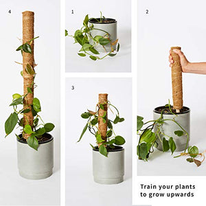 The Blooming Jungle Moss Pole Monstera Plant Support - Train Indoor Climbing Plants to Grow Upwards - 2 Coco Coir Totem Stakes
