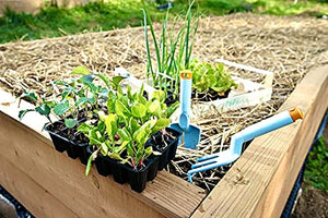 Organic Garden Straw (10lb) | Blue Mountain Hay | Straw Mulch for Raised Bed Gardens, Yard Landscaping, New Lawn Grass Seed Plantings, Tomato & Vegetable Mulch | Covers up to 150 sq ft