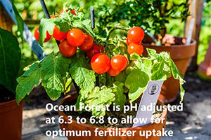 FoxFarm Ocean Forest Potting Soil Mix Indoor Outdoor for Garden and Plants | Plant Fertilizer | 12 Quarts | The Hydroponic City Stake