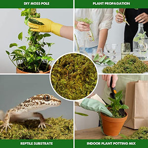 DUSPRO Premium Dried Forest Moss for Potted Plants, Ideal for Orchid Moss Potting Mix Indoor Moisture Repotting Orchid Soil Medium, Terrarium Decor, Natural Reptile Vine 5oz