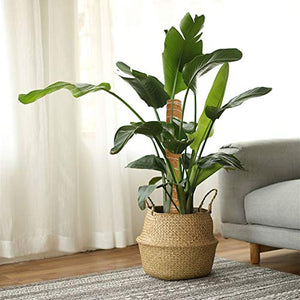 Joyhalo Moss Pole for Plants 48.7 Inch, 4 Pcs Stackable Moss Poles, 15.7 Inch Moss Pole Monstera Plant Support, Plant Stakes for Plants Indoor with Jute Rope & Name Label