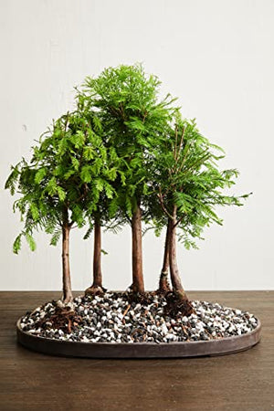 Bonsai Soil by The Bonsai Supply – 2qts. Professional Bonsai Soil Mix | Ready to use| Great for All Bonsai Tree Varieties.