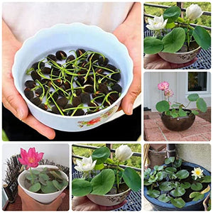 30 Pcs Mixed Bonsai Bowl Lotus Seeds,Water Lilys Flower Plant Fresh Garden Seeds,Finest Viable Aquatic Water Features Seeds Non-GMO (Mixed Color)