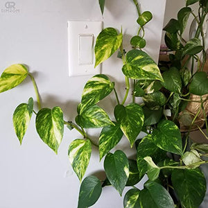Wall Plant Clips for Climbing Plants - 110Pcs Green Vine Plant Support Plastic Clips Plant Accessories Self Adhesive Clips for Hanging plant hooks indoor - Self Adhesive Cable Clips Wall Plant Holder