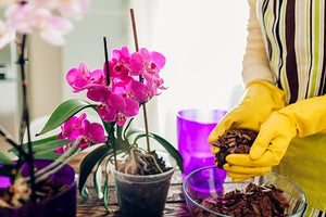 Better-Gro Phalaenopsis Mix - Premium Grade Phalaenopsis Potting Mix for Potting, Repotting, Enhanced Drainage, Air Flow & Root Ventilation, Ideal for Phalaenopsis Orchids - 8 Dry Quarts