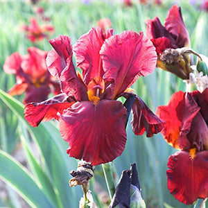 Bearded Iris Califlora 'Bernice's Legacy' (1 Pack) Plant Bulb - Red Flowering Blooms, Professionally Grown Rhizome for Planting from Easy to Grow