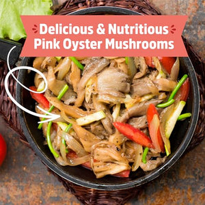 Back to the Roots Organic Mushroom Grow Kit 3-Pack: Oyster, Oyster & Pink-Harvest Gourmet Mushroom in Just 10 Days