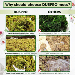 DUSPRO Premium Dried Forest Moss for Potted Plants, Ideal for Orchid Moss Potting Mix Indoor Moisture Repotting Orchid Soil Medium, Terrarium Decor, Natural Reptile Vine 5oz