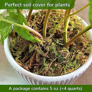 DUSPRO Premium Dried Forest Moss for Potted Plants, Ideal for Orchid Moss Potting Mix Indoor Moisture Repotting Orchid Soil Medium, Terrarium Decor, Natural Reptile Vine 5oz
