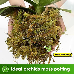 DUSPRO Premium Dried Forest Moss for Potted Plants, Ideal for Orchid Moss Potting Mix Indoor Moisture Repotting Orchid Soil Medium, Terrarium Decor, Natural Reptile Vine 5oz
