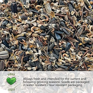Seed Needs, Culinary Herb Collection (12 Individual Herb Seeds for Planting Indoors or Outdoors) Grow Your Own Organic Herb Garden - Heirloom, Non-GMO, Untreated