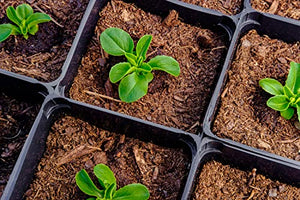 500 Buttercrunch Lettuce Seeds for Planting - Heirloom Non-GMO Vegetable Seeds for Planting - Hydroponics - Microgreens - AKA Butterhead Lettuce, Boston Lettuce, Bibb Lettuce Lactuca Sativa