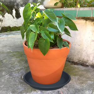 5 Packs Plant Saucer 6 8 10 12 14 16 19 22 26 Inch Plastic Pot Tray Flower Planter Saucers and Drip Trays for Indoors Outdoors, Thick Heavy Sturdy Durable Plant Plate Water Catcher (6 Inch Black)
