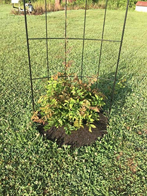 Rocky Mountain Tree Mulch Ring Weed Preventer - Recycled Heavy Duty Rubber - Mower Safe - No landscape staples needed - Natural look - Equal water seepage to tree - Easy install (4, 24-inch)