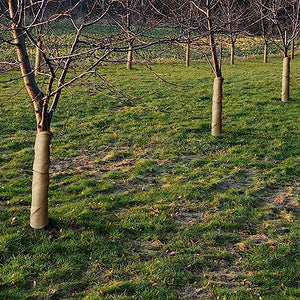 15.7in x 19.7ft Natural Burlap Tree Wrap Rolls- Burlap Fabric Tree Trunk Protector- Burlap Plants Wrap Bandage with Ropes- Frost & Freeze Protection Cloth for Outdoor Trees, Shrubs, Plants in Winter