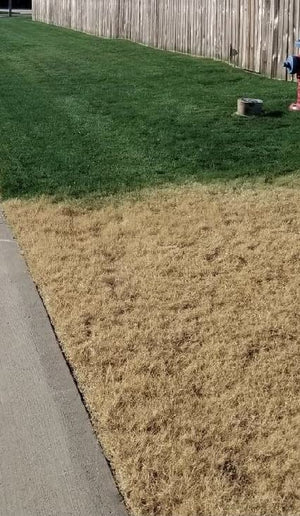 Green Grass Paint-2.5 Gallon Container-Eco-Friendly, Made in the USA, Lawn Colorant, Turf Paint, Dye, Covers up to 10,000 square feet.