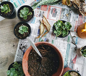 Shop Succulents Unique Succulent Plant Pack Bulk Collection - Live Mini Succulent Plants, Low Maintenance, Exceptional Colors & Textures - Wedding and Party Favors, Gift & Garden, Pack of 20