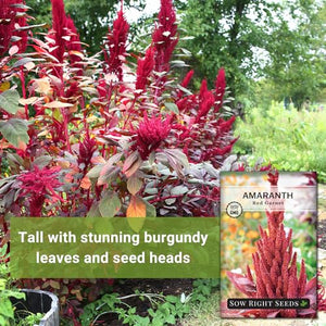 Sow Right Seeds - Red Garnet Amaranth Seeds for Planting - Non-GMO Heirloom Packet with Instructions to Plant & Grow an Outdoor Home Vegetable Garden - Colorful, Pretty & Unique - Makes a Great Gift