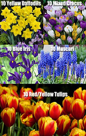 Complete Spring Flower Bulb Garden - 50 Bulbs for 50 Days of Continuous Blooms (Spring Color from March Through June) - Easy to Grow Fall Planting Bulbs by Willard & May