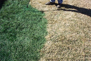 EnviroColor 4EG0032 851612002100 (1,000 Sq.Ft) 4Evergreen Grass & Turf Paint, Green