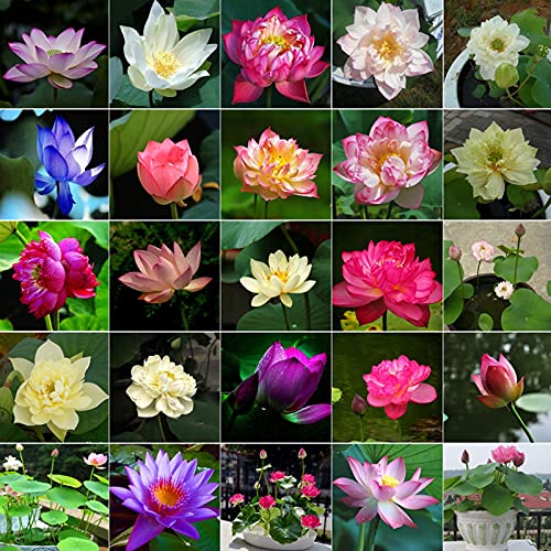 30 Pcs Mixed Bonsai Bowl Lotus Seeds,Water Lilys Flower Plant Fresh Garden Seeds,Finest Viable Aquatic Water Features Seeds Non-GMO (Mixed Color)