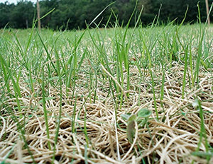 American Excelsior Curlex Erosion Control Blanket Landscape Roll with Biodegradable Staples 2-1/2'x50'