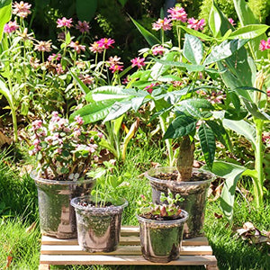 36 Packs 5/4/3.5 Inch Reinforced Clear Nursery Pots with Drainage Hole, Transparent Variety Pack Plastic Plant Pot Seedling Planter Seed Starter Flower 20pcs Labels